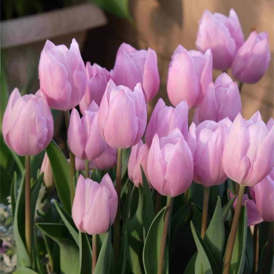 进口郁金香大种球多年生球根花卉耐寒好养易活阳台庭院可水培植物