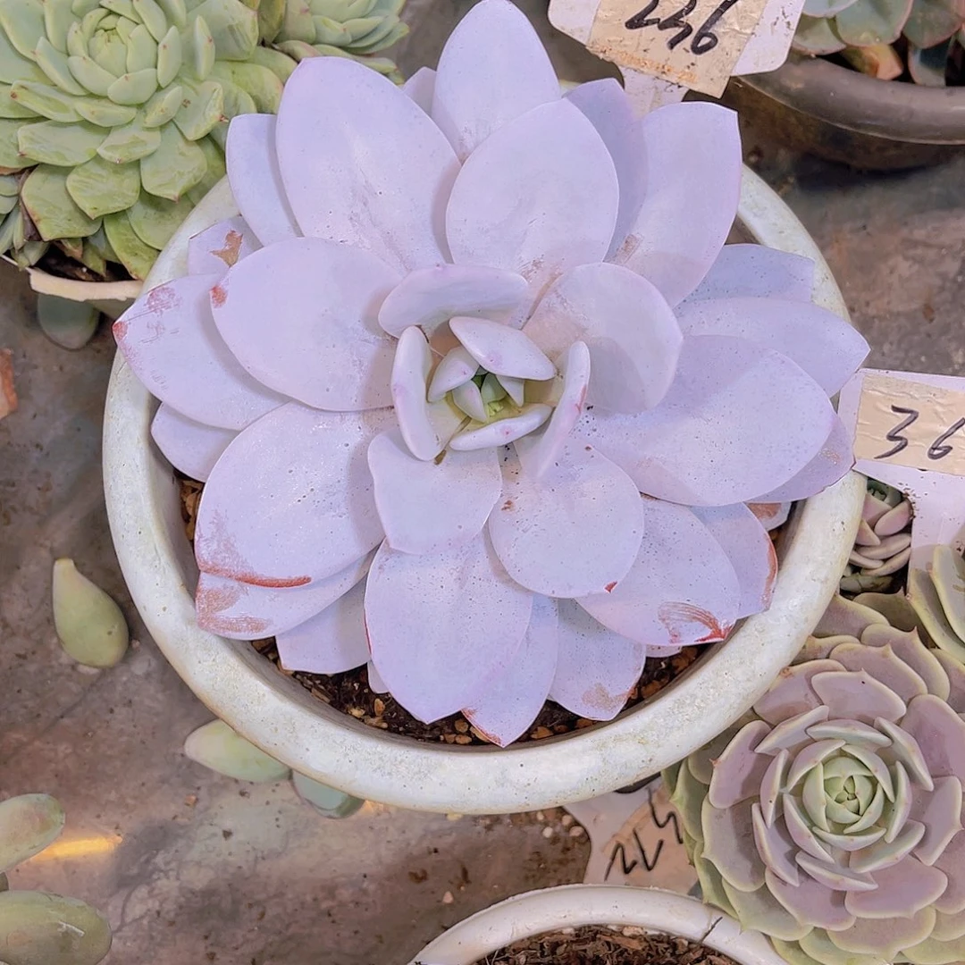 ****岚  00000000000000236