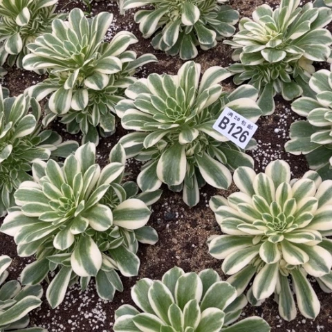 126迈巴赫不包断枝