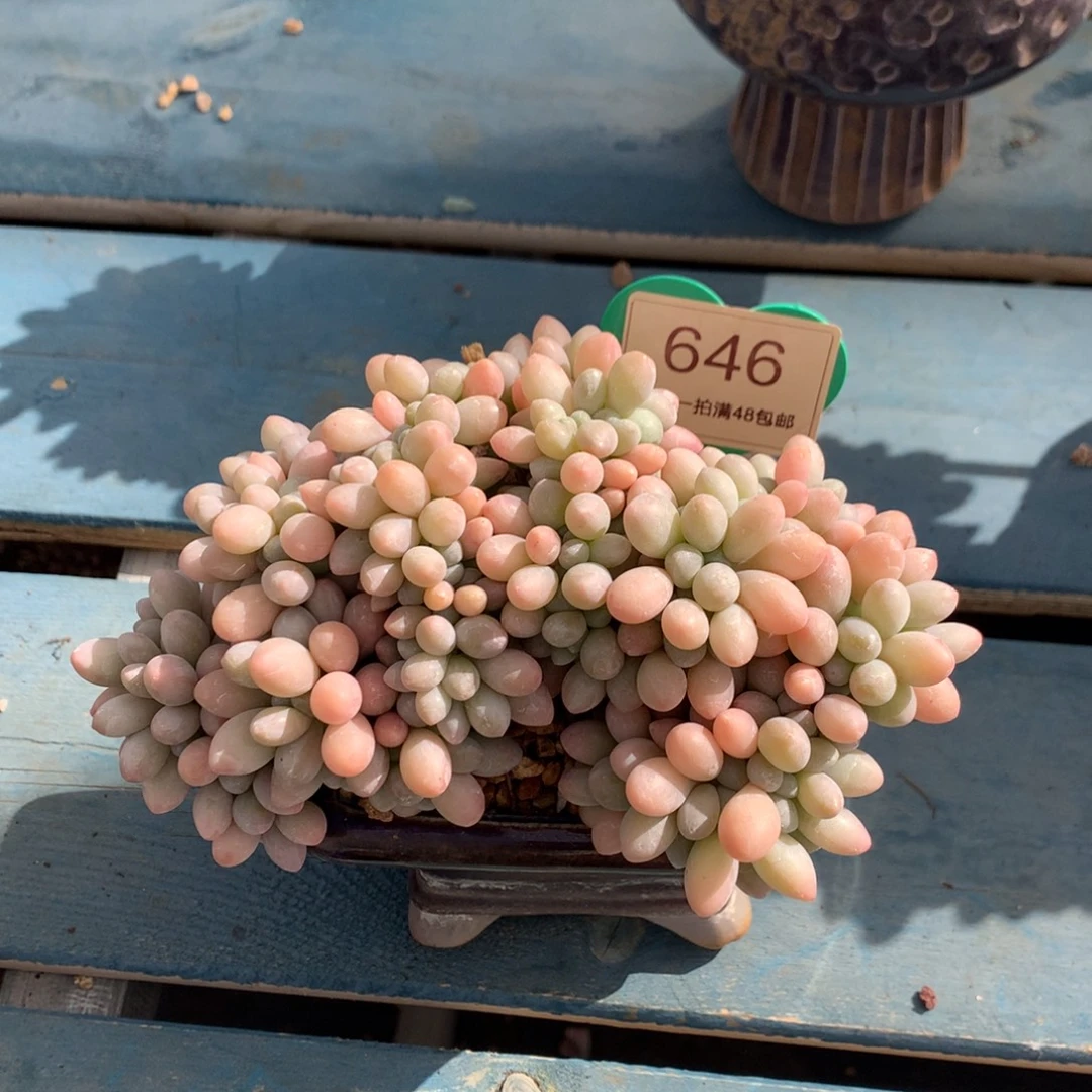 汤圆缀化开播福利646