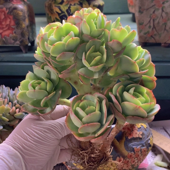 碧桃朵朵无砍自然群