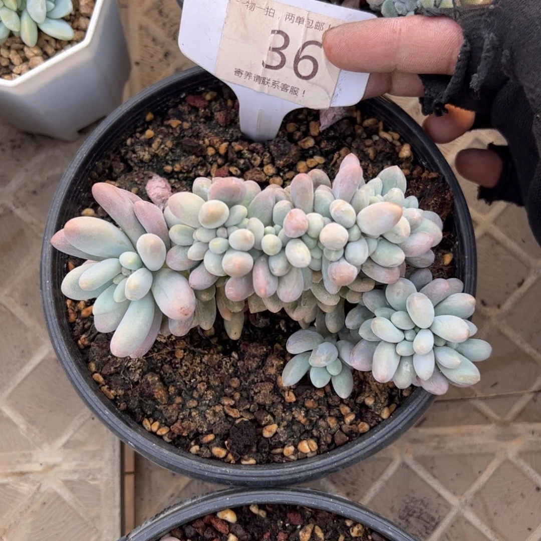 m*v36号多肉植物