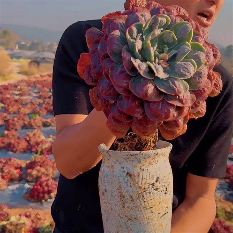 零花钱多肉 盆栽高桩雨滴单头    多肉植物