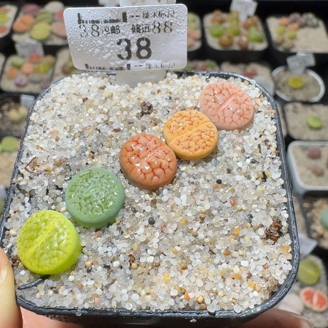 Ssss好货也福利便宜38