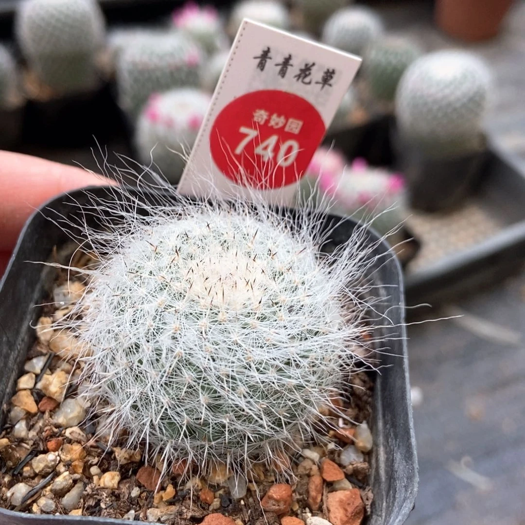 长刺长毛球一颗仙人球