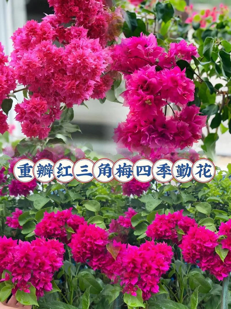 【重瓣红】三角梅带花带盆发货四季开花花卉绿植盆栽