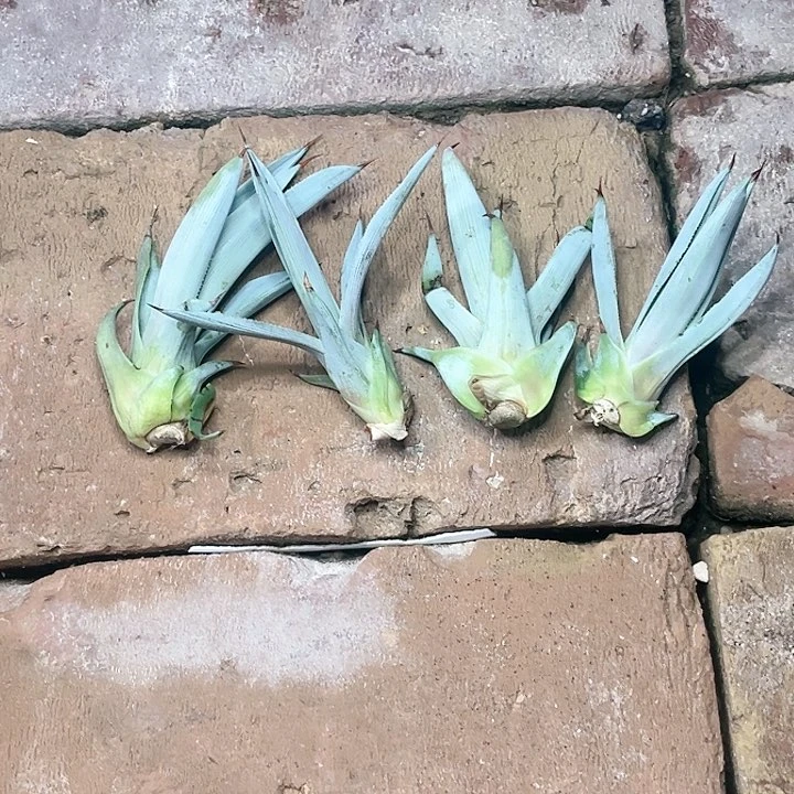 冥王小颗测芽无跟龙舌兰