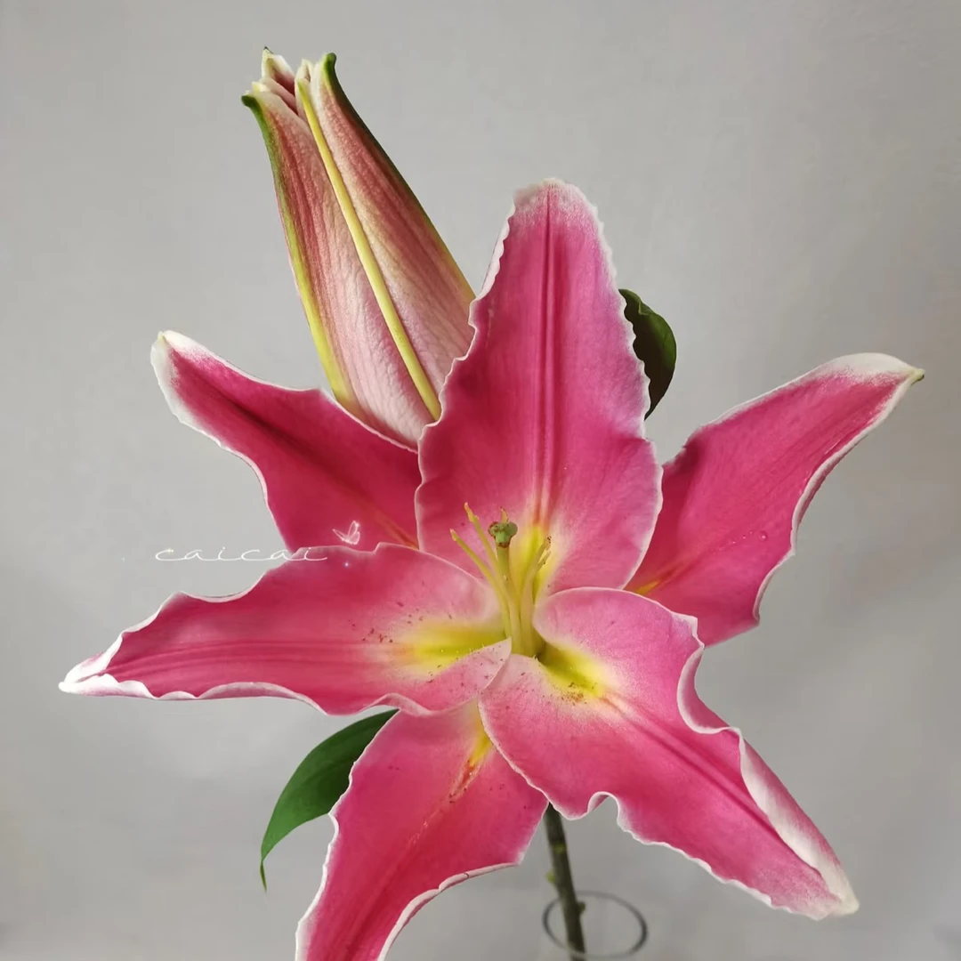 2号曼德拉百合多头，我要买我不售后