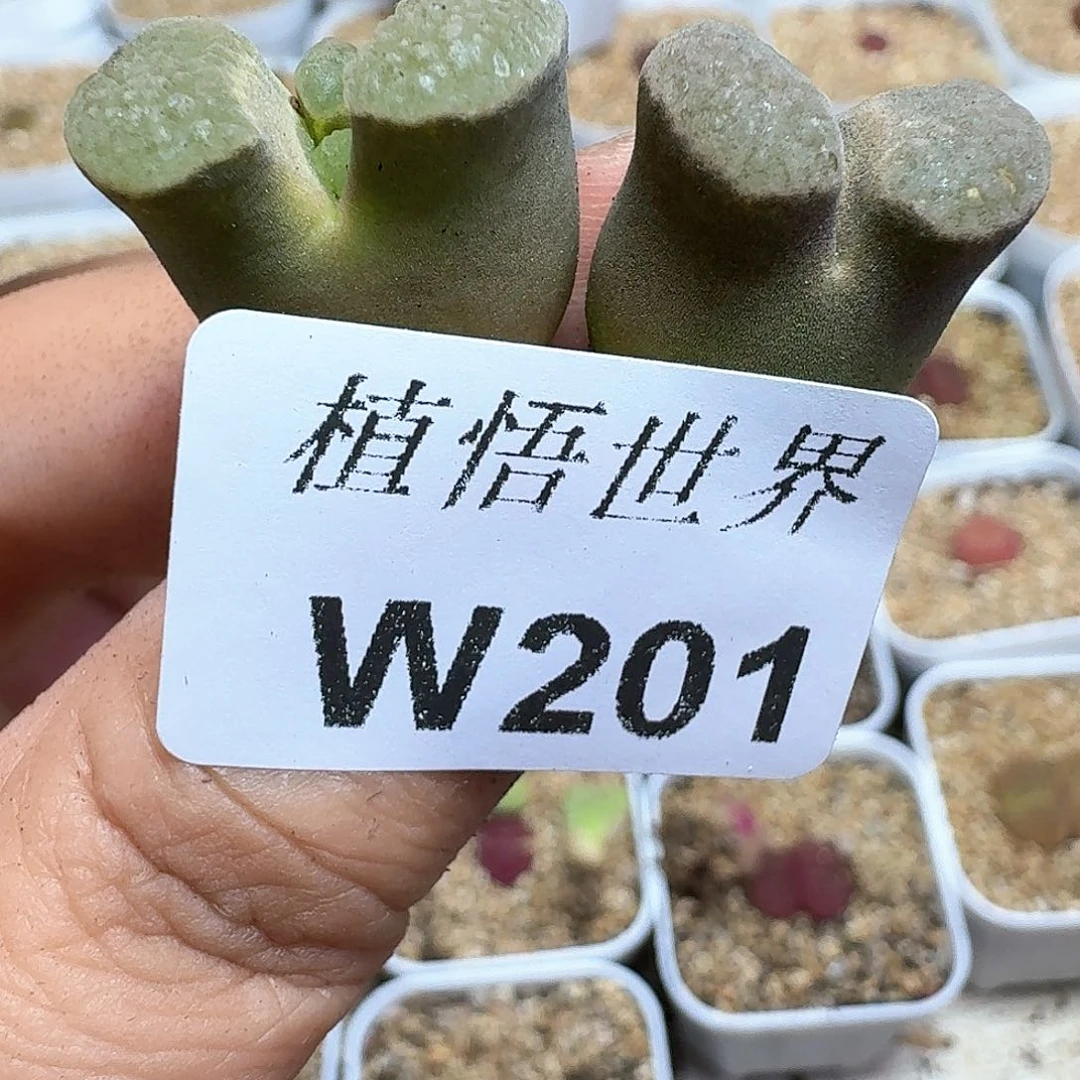 多肉植物的润泽额c g