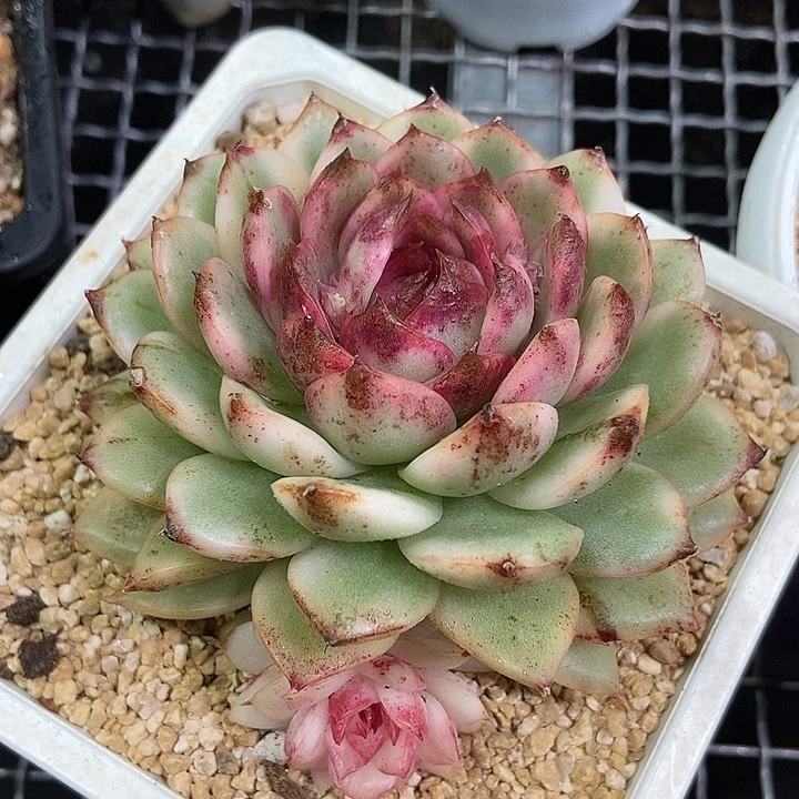 黑水晶锦多肉植物