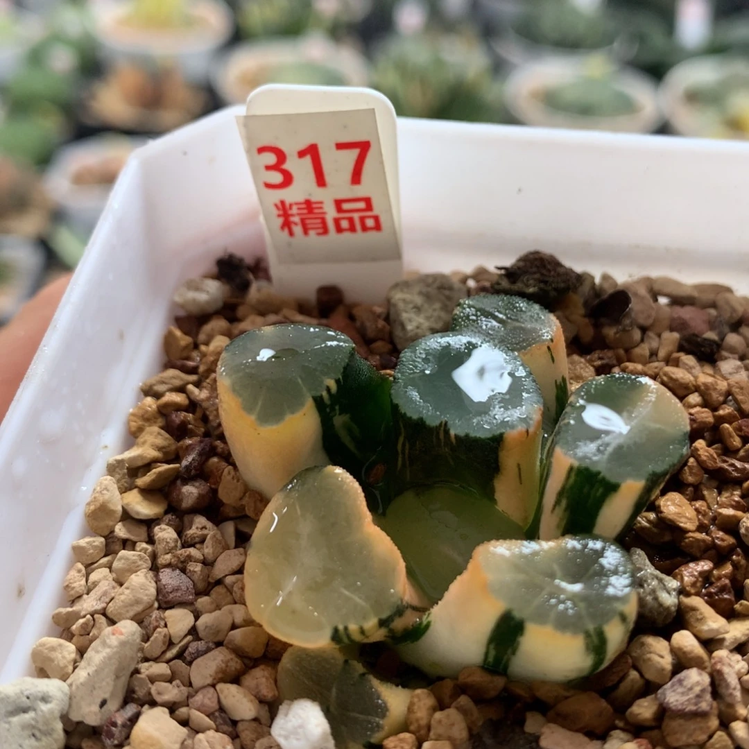 以实际为准317山之翠