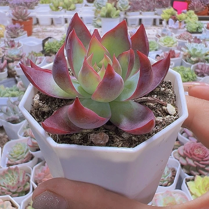8角盆惊鸿19包邮多肉