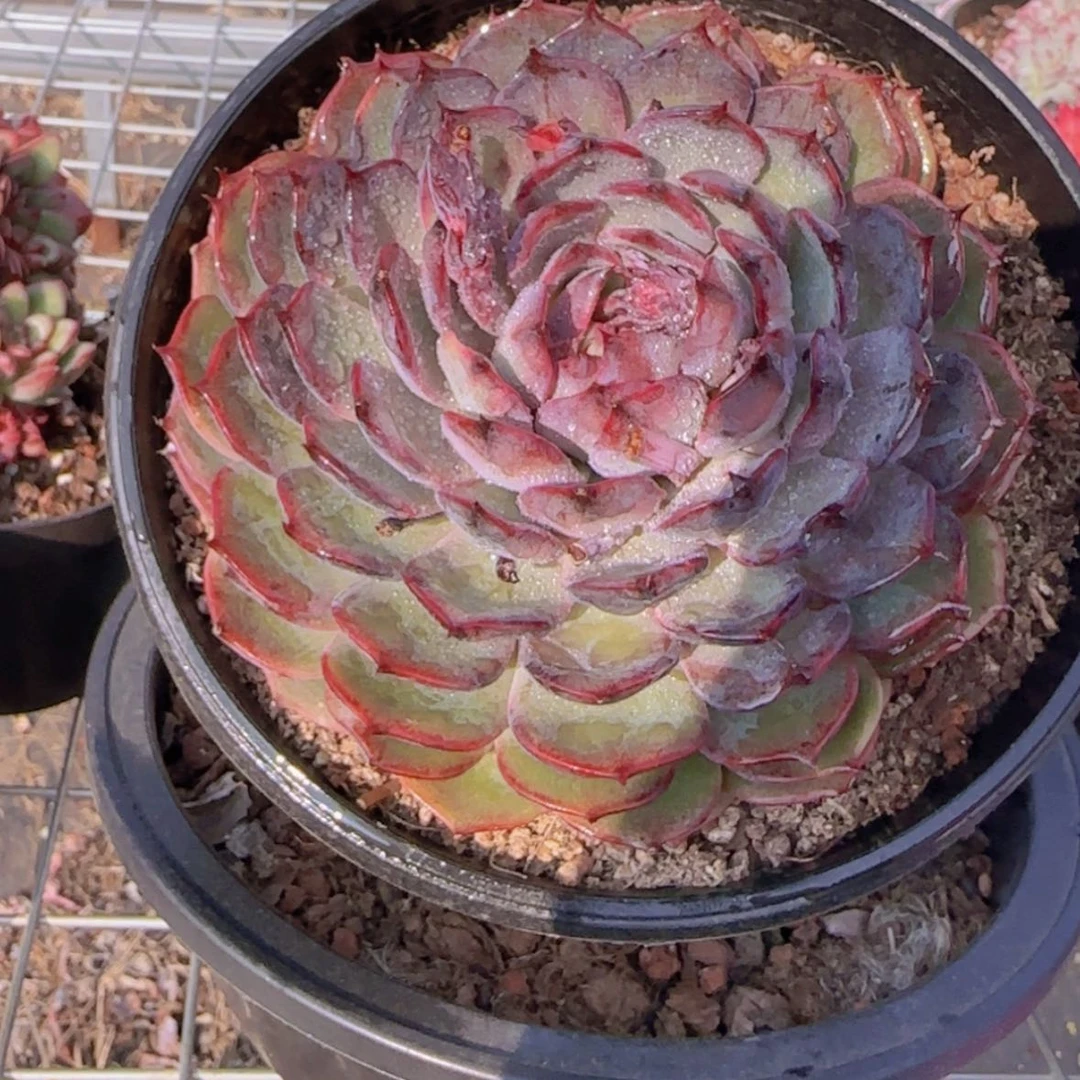 【闪购商品】母本单头蓝色妖姬