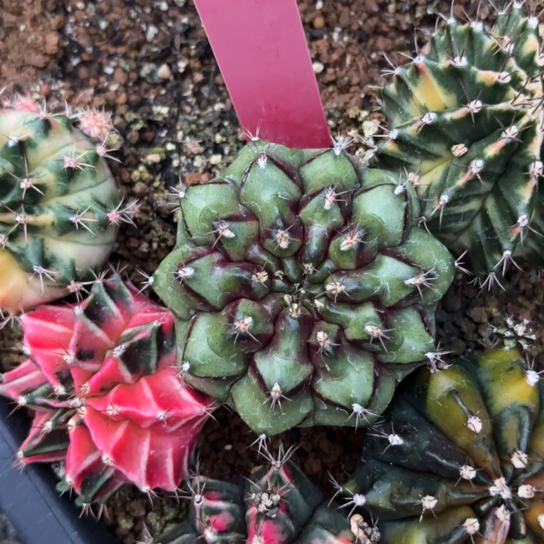 L524-1218泰国发货 花环