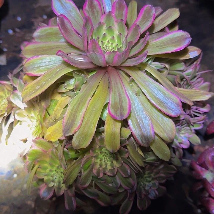 精品粉黛捧花亏本福利