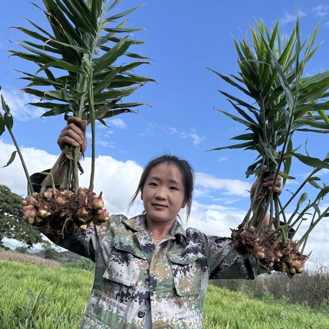 云南文山本地自种小黄姜