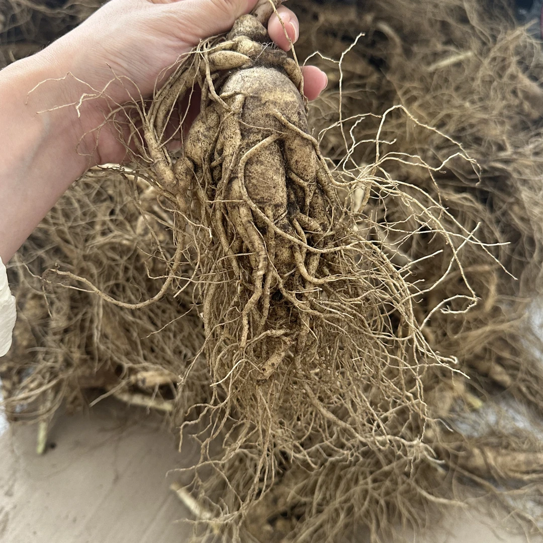 300g 2支长白山鲜人参 泡酒 煲汤