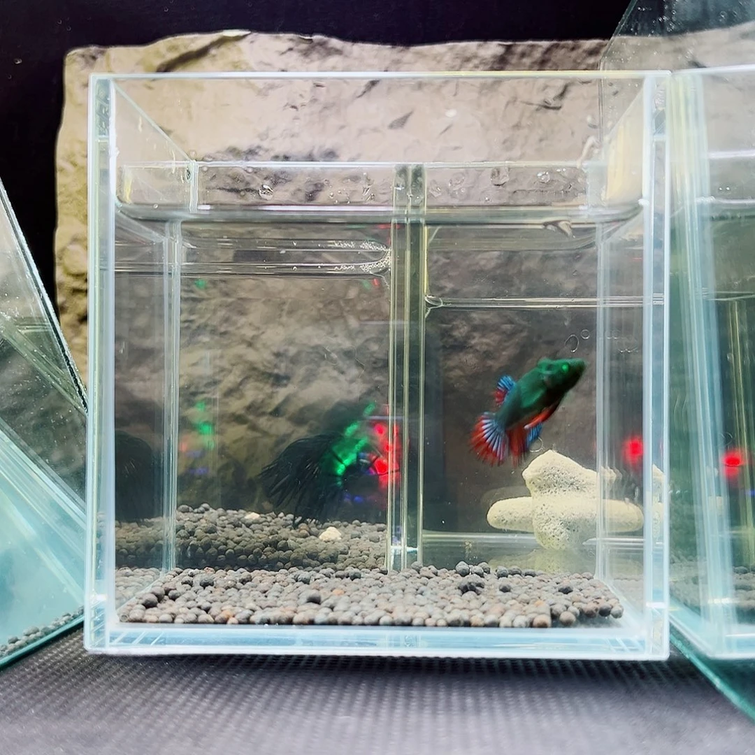 斗鱼精品精品精品精品家哦