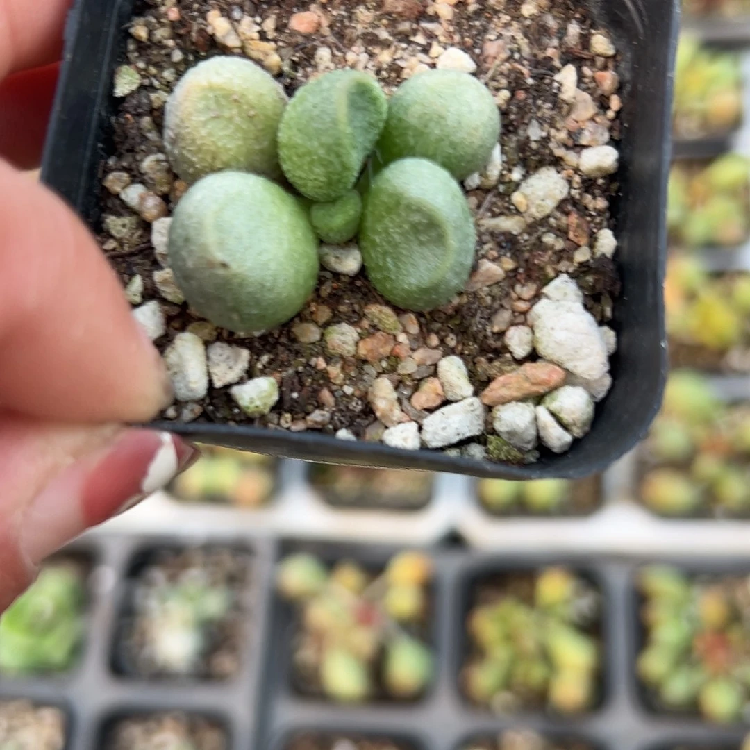 多肉植物银之卵水泡