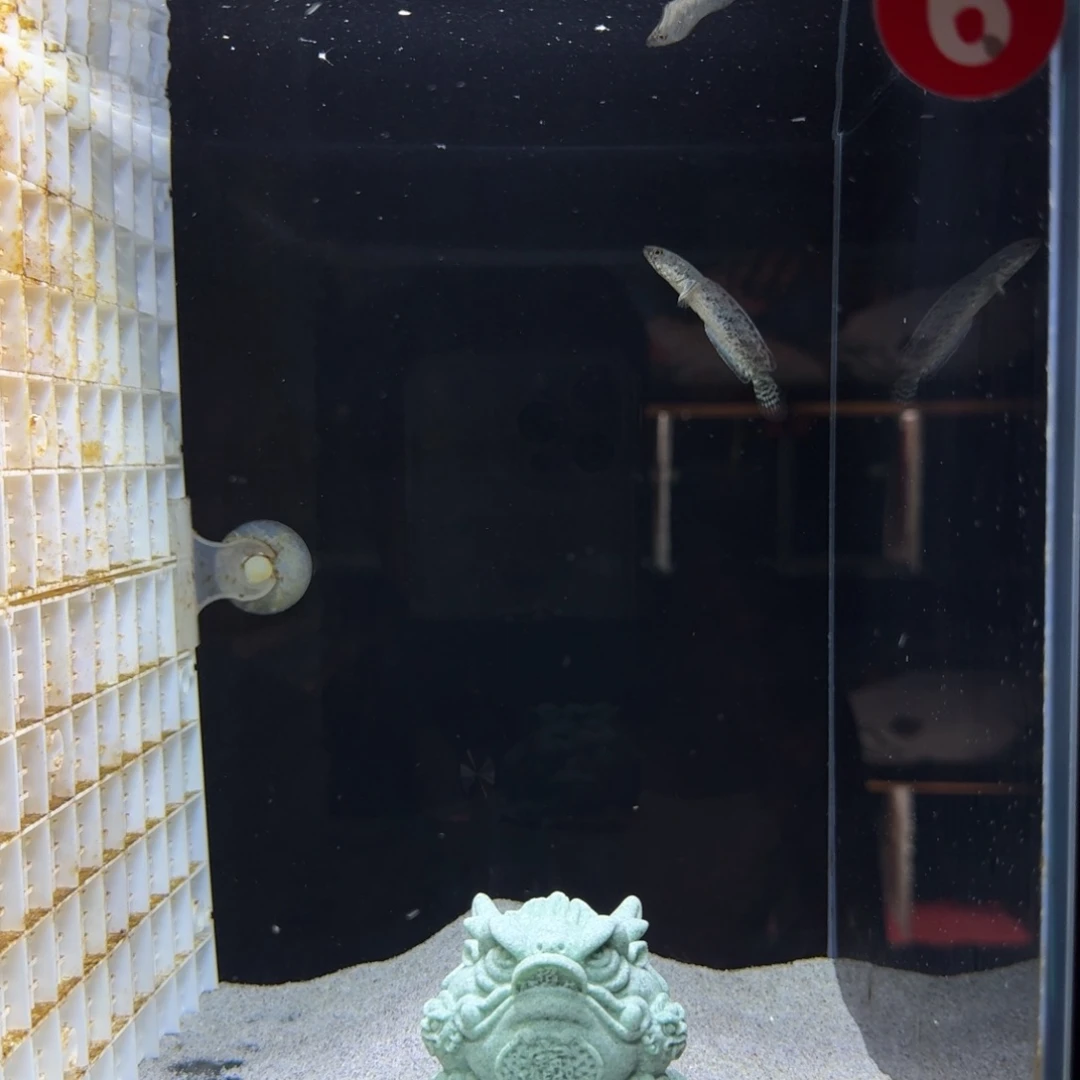 酒红雷龙观赏鱼包邮
