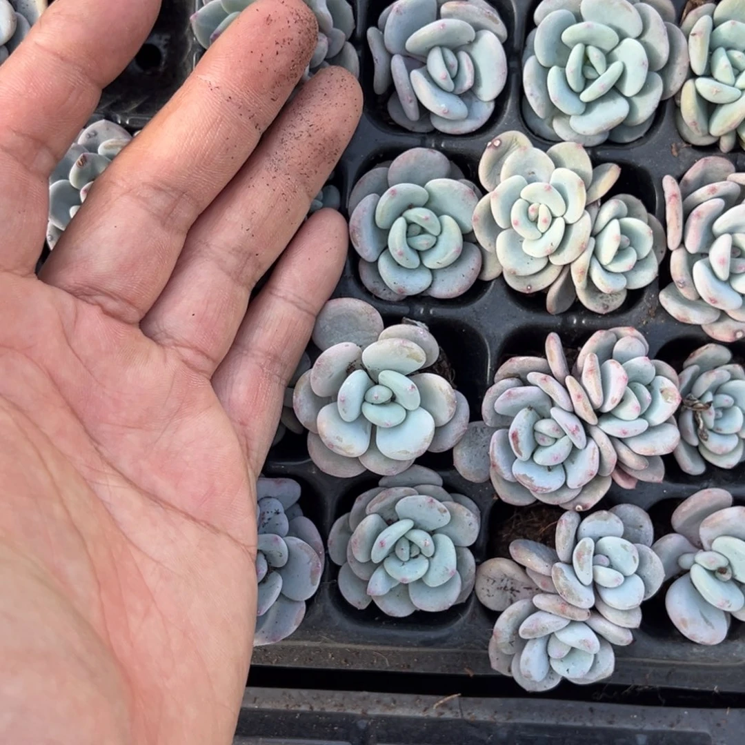 雪兰单头三颗量拍多肉满9.9包邮下午发