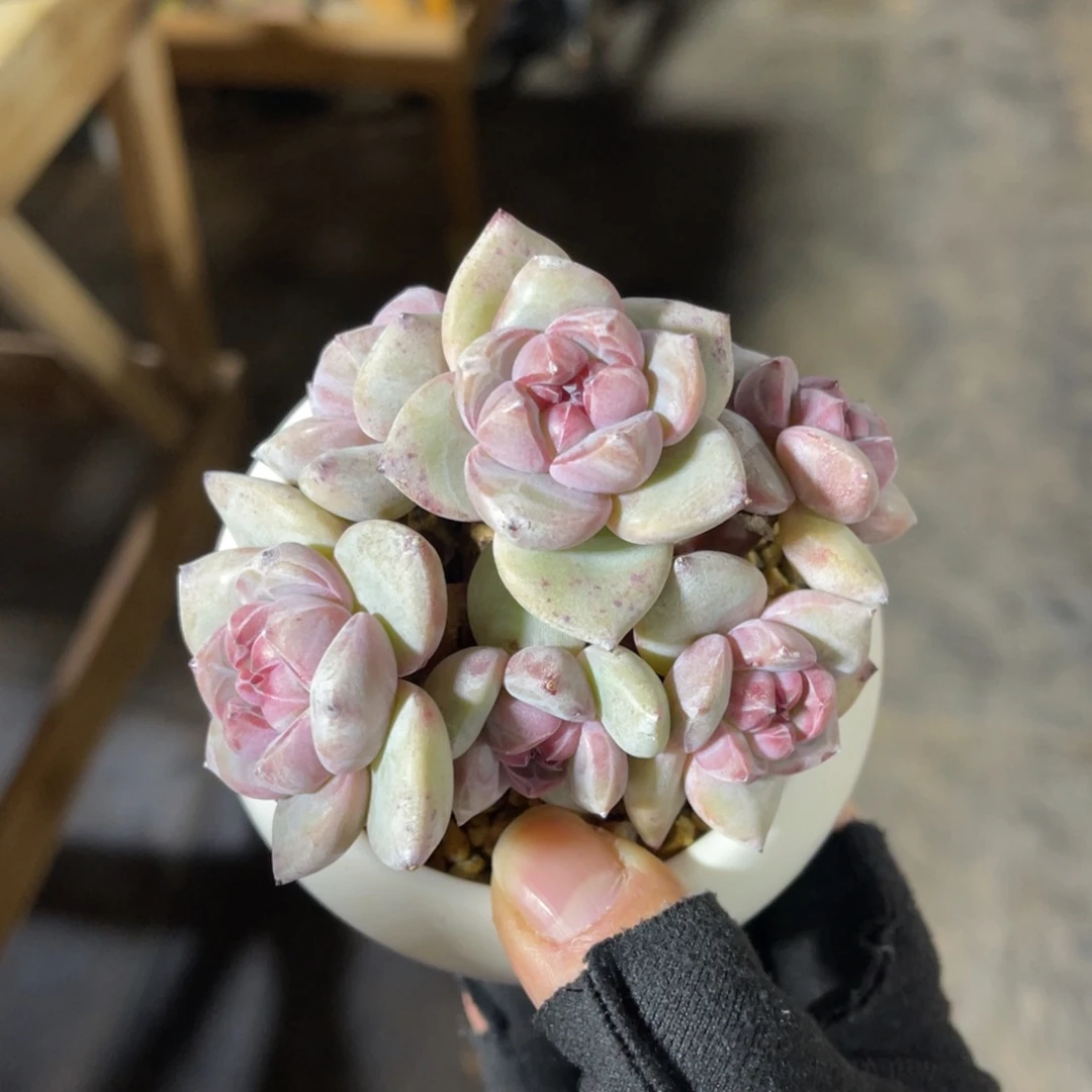 星影石榴籽有砍 一物一拍不支持退换