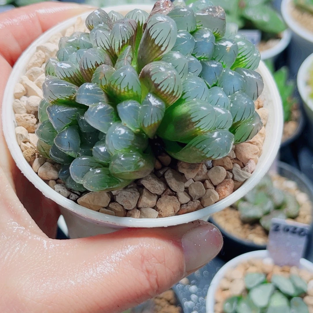 特价福利彩虹冰灯多肉植物