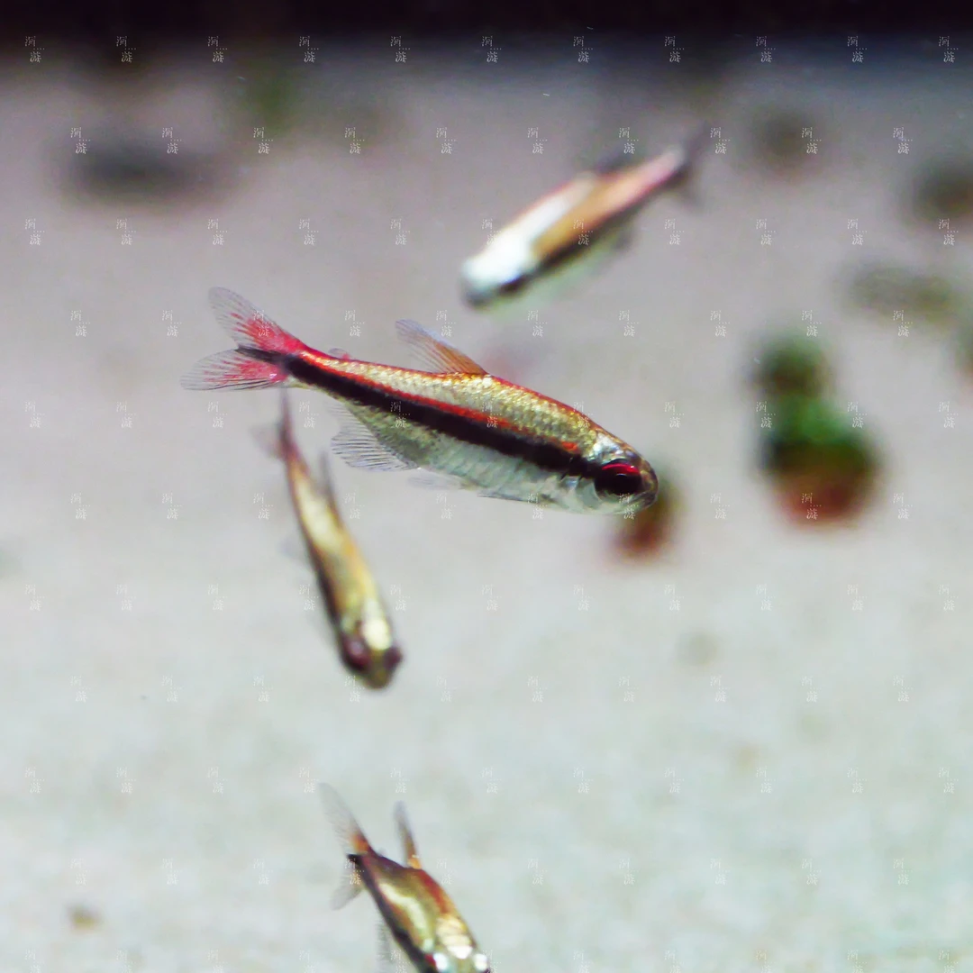 【洄游】白金巧克力霓虹灯鱼南美热带观赏鱼混养/定水检疫满100包邮