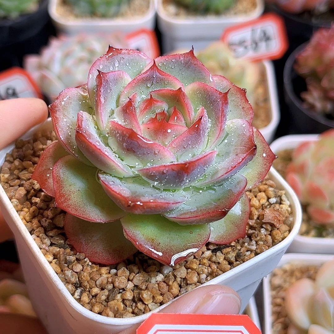 E572一物一拍 花木兰