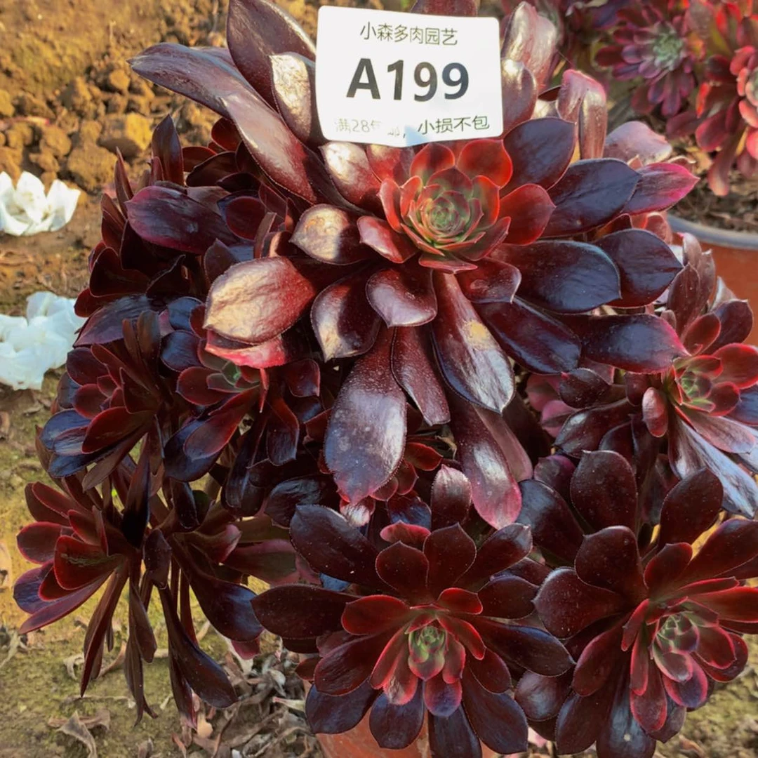 【闪购商品】199婚纱多肉