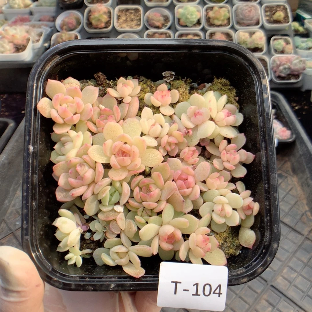 无花朵T104月英语英语