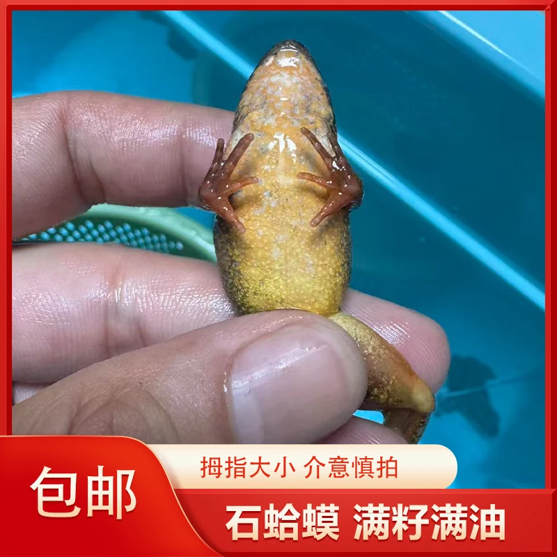 小母豹鲜活发货满籽满油石蛤蟆全国包邮