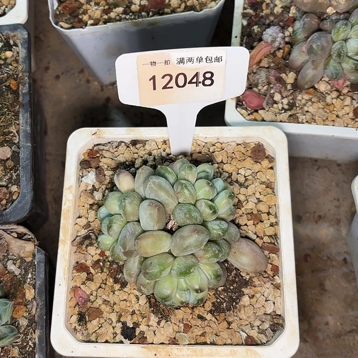 衍咖啡豆一物一拍12048