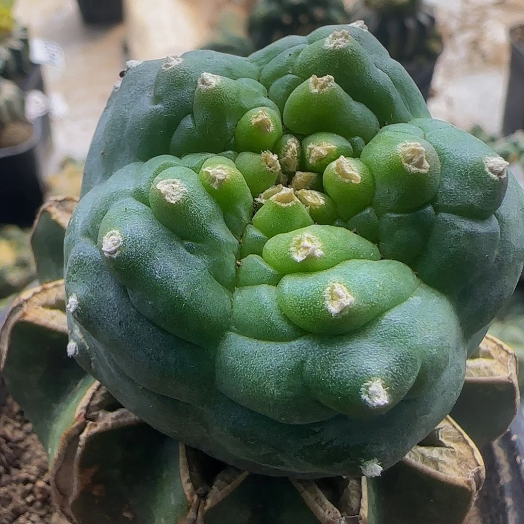 肋骨乌523仙人球开花