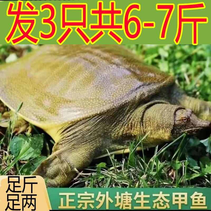 发3只共6-7斤  外塘新鲜活甲鱼生态散养老甲鱼食用生猛 包活送到