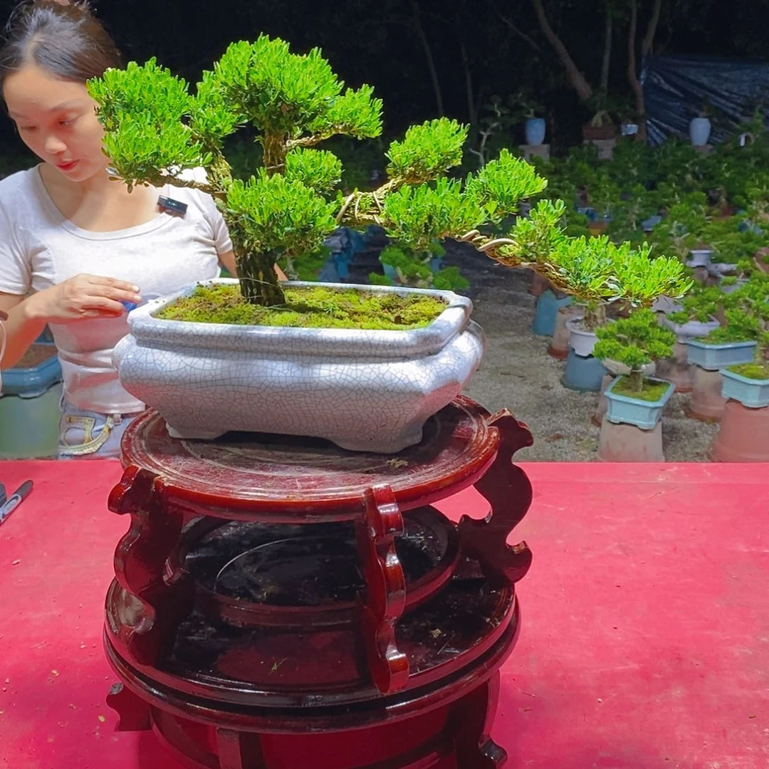 无花朵广东雀舌黄杨盆景