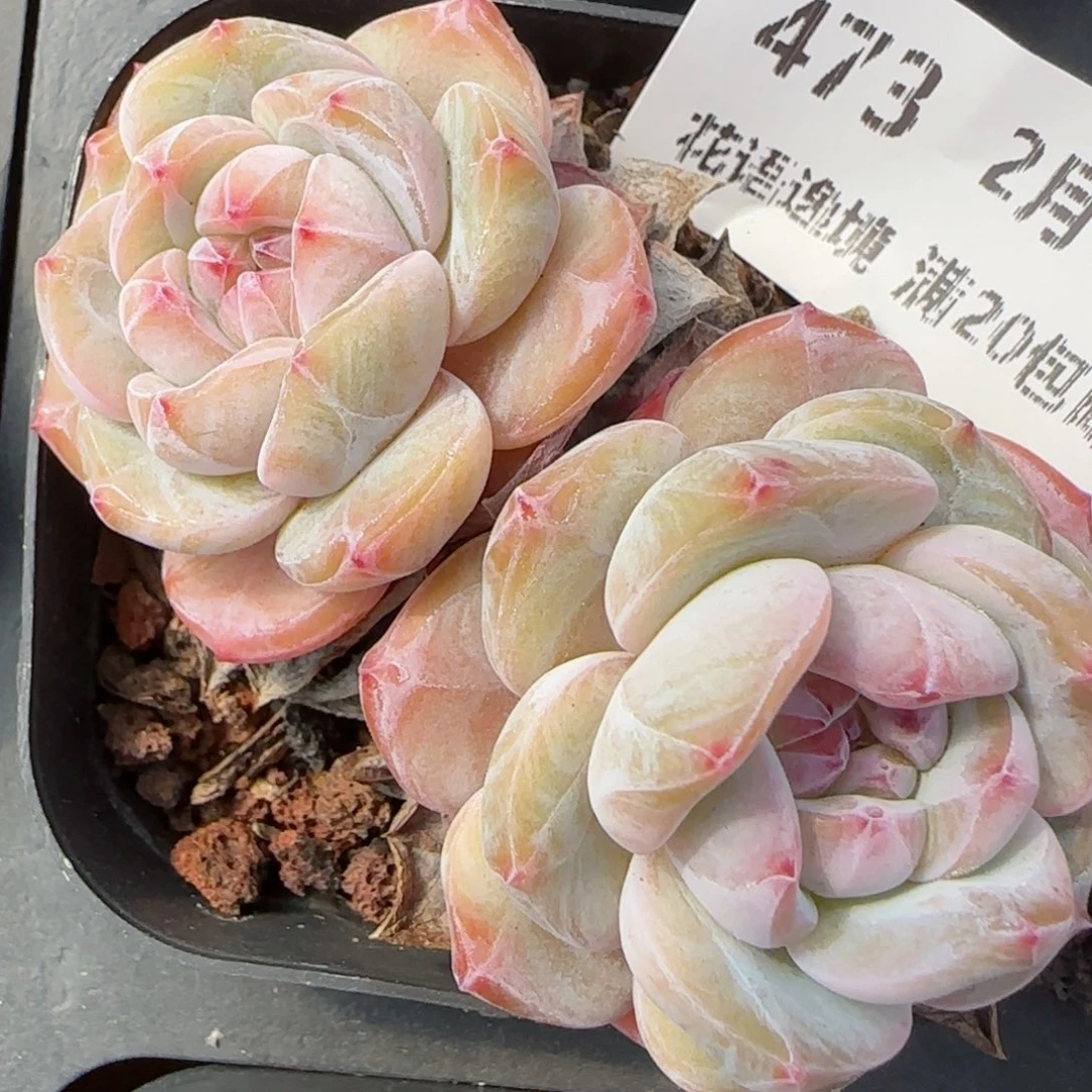 花语逸境0213-473