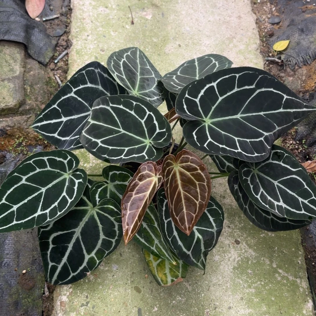 完全开放哥伦比亚黑水晶