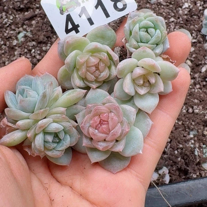 多肉植物多肉植物