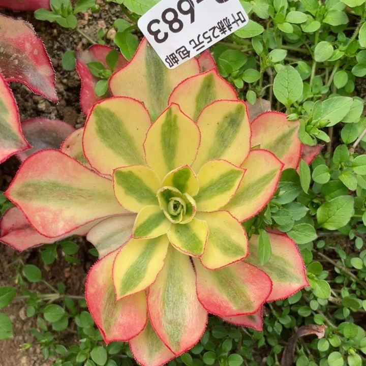 683魅影多肉12345678