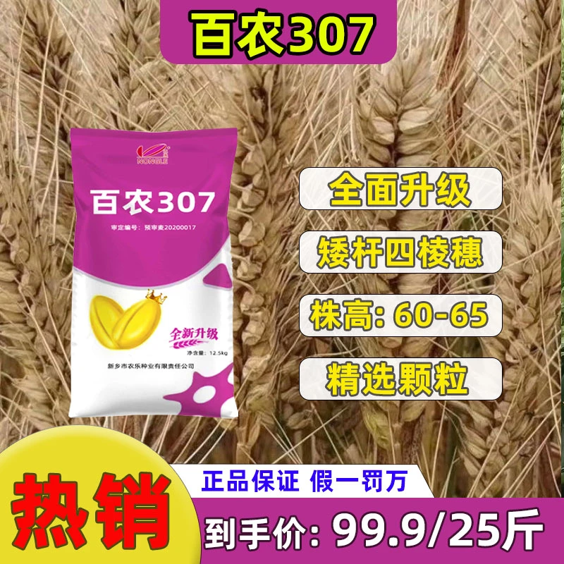 百农307矮杆大穗高产抗倒伏抗冻耐涝优质小麦抗寒抗冻分蘖强小麦