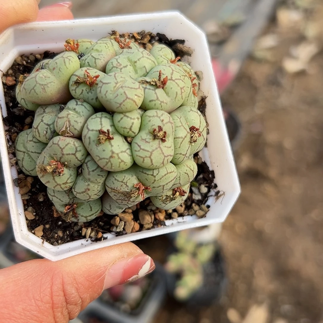 多肉植物安贞开花