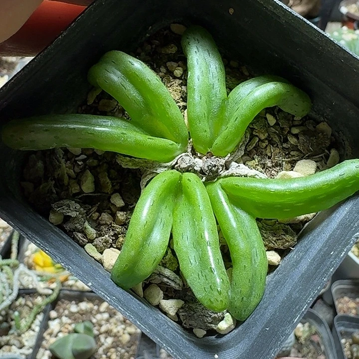 823怪奇玉脱土发货