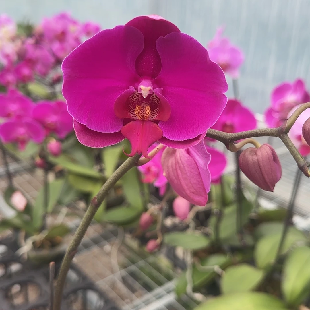 大部分花苞少量开放A023带花发无售后