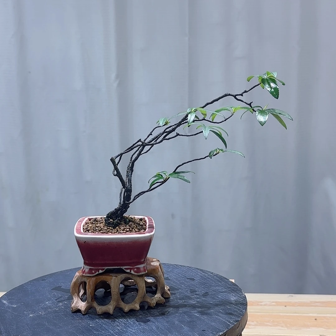 当前无花栽培后可以开花