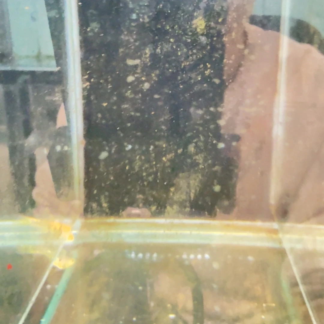 慈鲷805黄金斑马 mc.