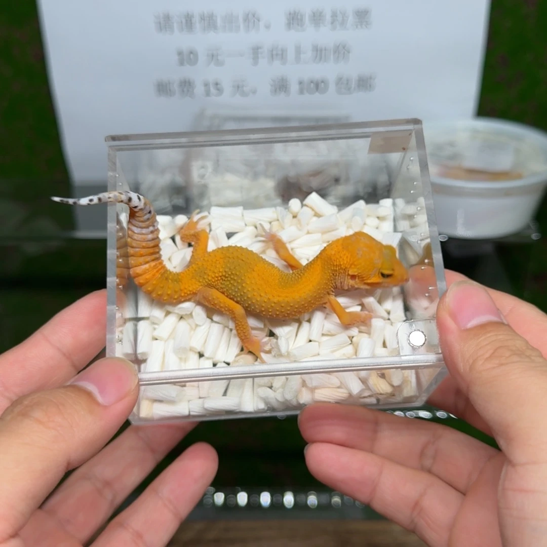豹纹守宫血蜜橘 母