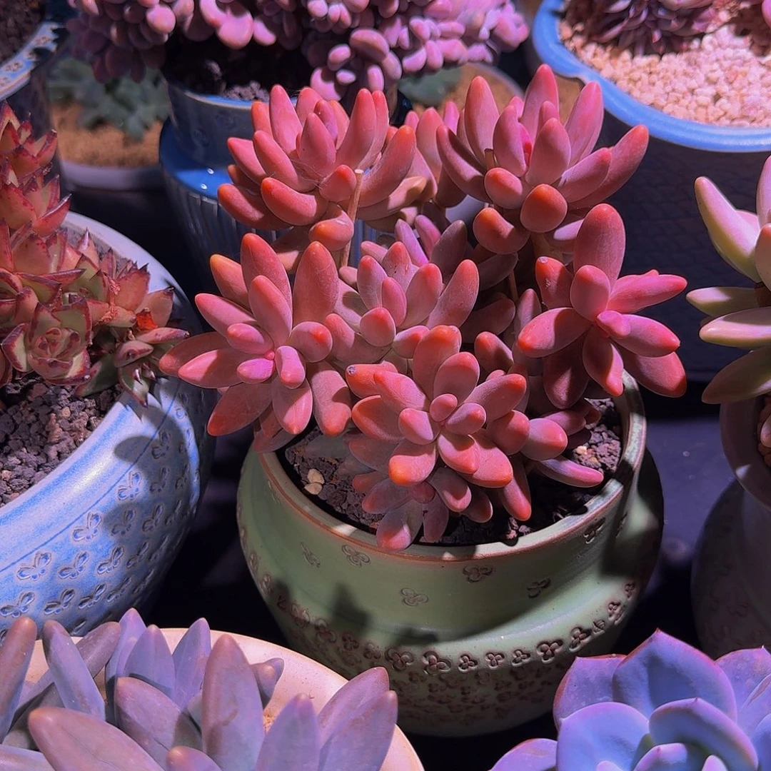 红手指 老桩 一物一拍