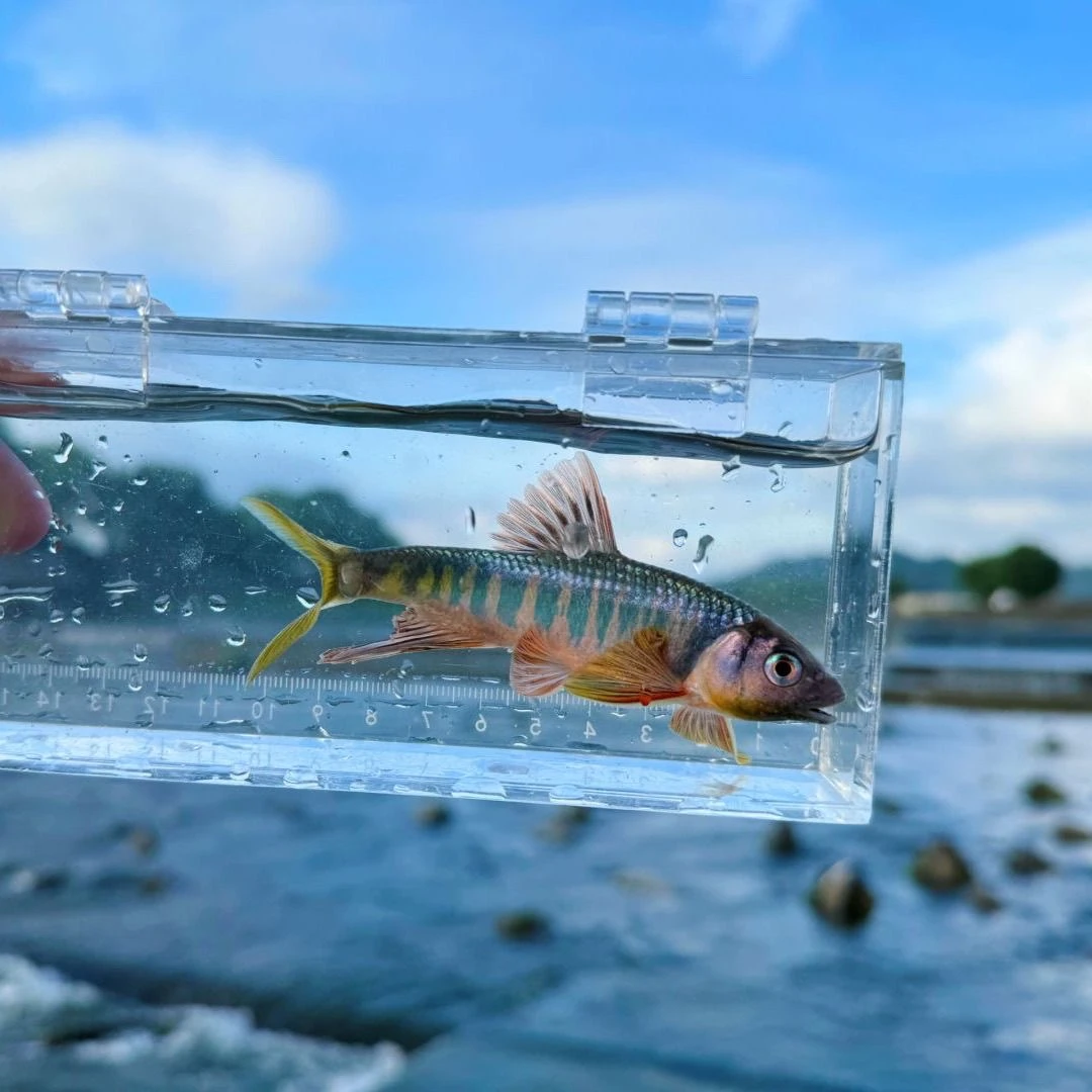 长鳍鱲观赏鱼原生溪流冷水鱼群游耐活体桃花鱼水中仙子