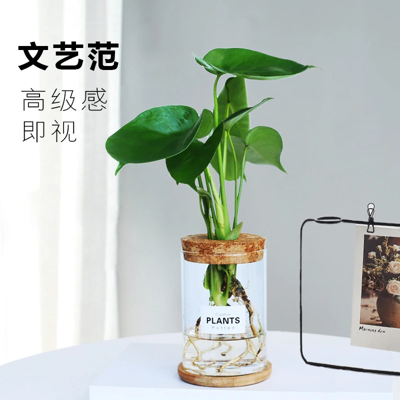 水培龟背竹盆栽玻璃水培植物室内净化空气小绿植四季好养花卉盆栽